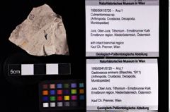 Foto (Objket + Etiketten) von Culmenformosa sp. 